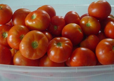 C&H Farms -Tomatoes